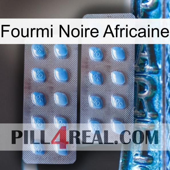 African Black Ant viagra4